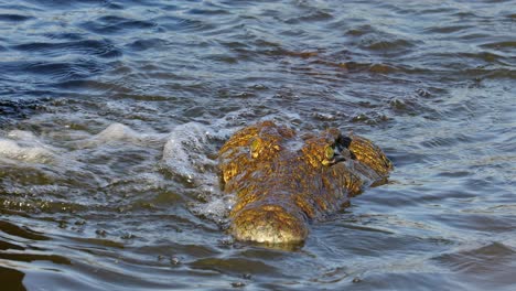 Portrait-of-a-Nile-crocodile-in-shallow-water,-Kruger-National-Park,-South-Africa