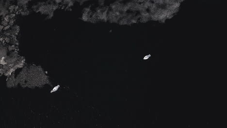 Birds-eye-view-of-Common-Swans-Gliding-in-Icy-Waters