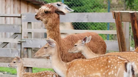 lama glama and young deer are resting on the farm beautiful lama glama and young deer are resting on the farm south american mammal from the camel family video