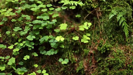 close-up of clover and moss in nature