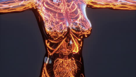 detailed visualization of blood vessels veins and arteries in human anatomy