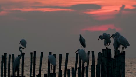 The-Great-Egret,-also-known-as-the-Common-Egret-or-the-Large-Egret