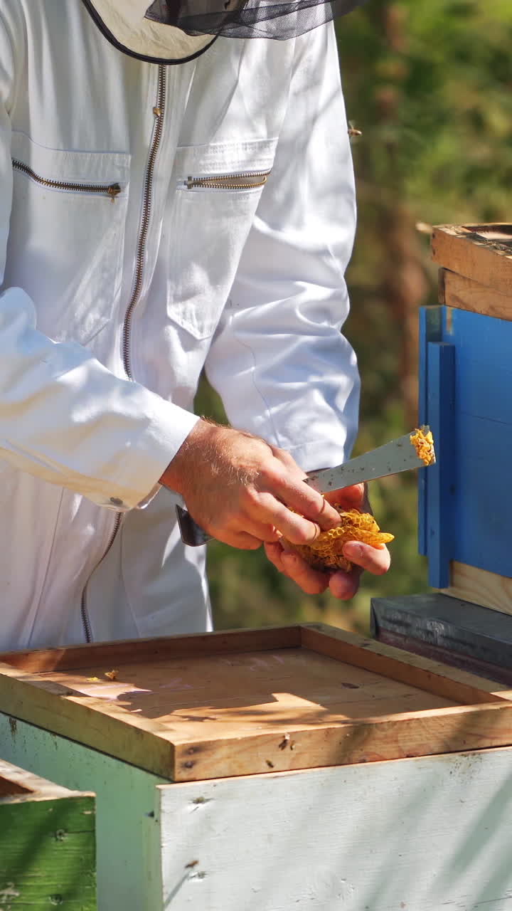 Beekeeper works on apiary. Beehives with bees in nature. Bee master taking wax from wooden lid. Apiculture concept. Vertical video