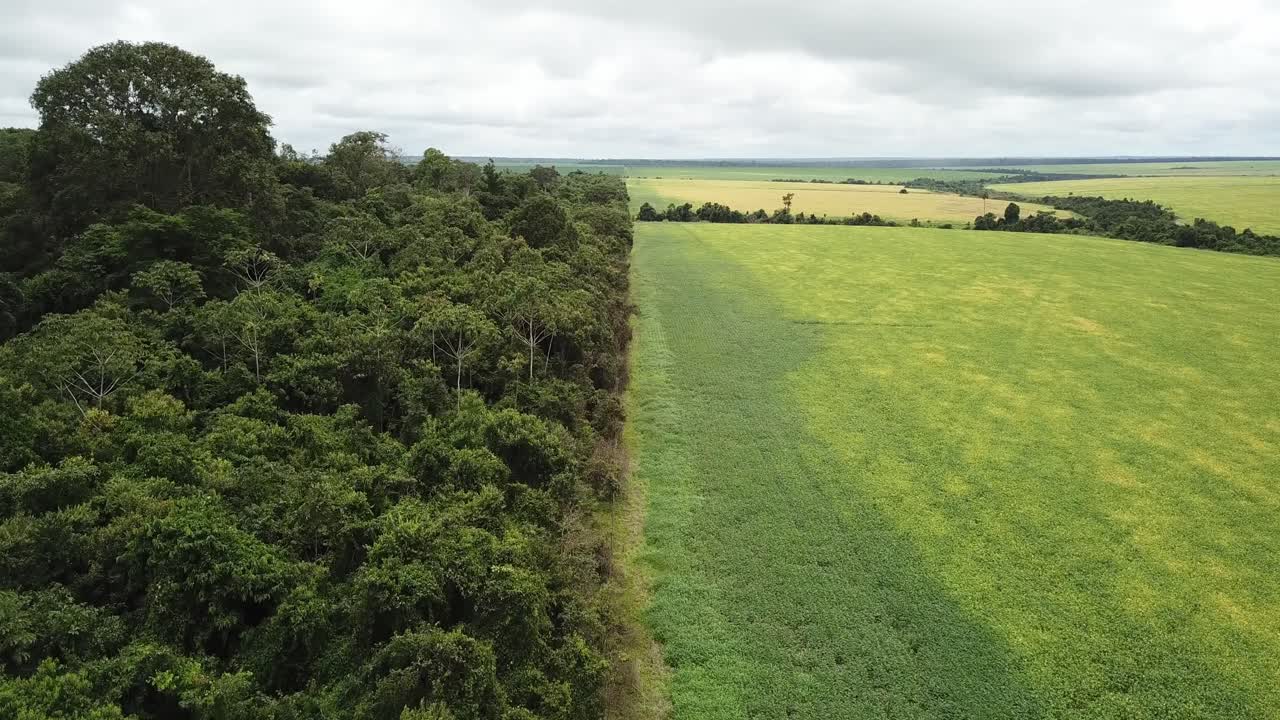 Imagen aérea de bosque nativo del Amazonas junto a un campo de soja