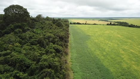 imagen aérea de la selva amazónica nativa junto a un campo de soja