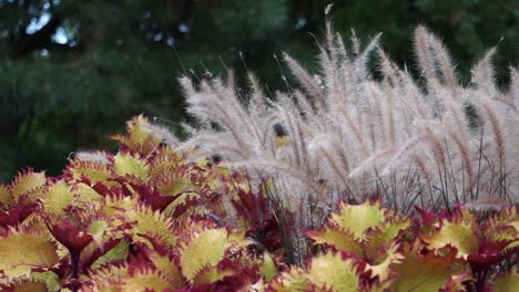 autumn windy leaves in park