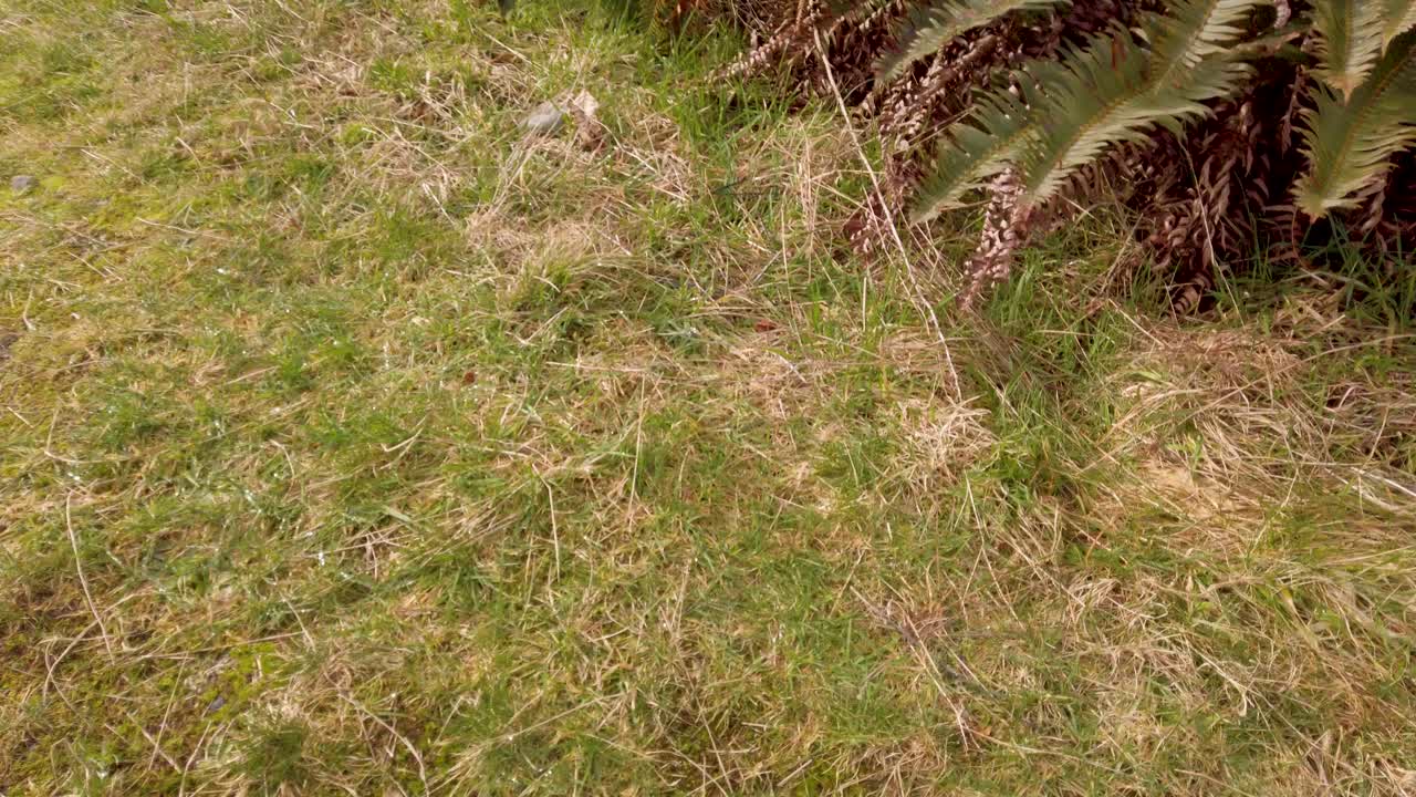 Slow pan up of an abandoned rusty box van truck on an old farm covered in moss and ferns