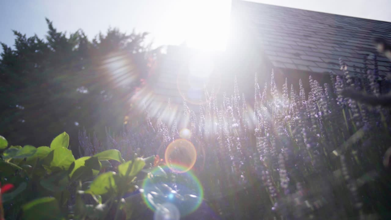 lens flaring the roof of the chapel and lavender flowers
