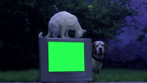 white cat and dog together and an old tv set with green screen outdoors. 4k resolution.