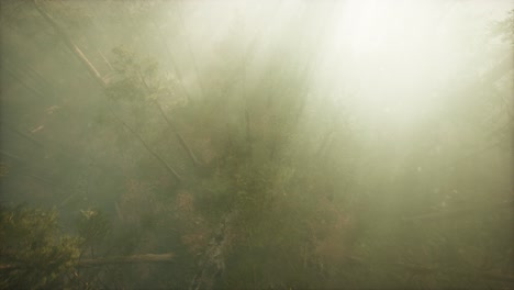 Drohne-Bricht-Durch-Den-Nebel,-Um-Mammutbäume-Und-Kiefern-Zu-Zeigen