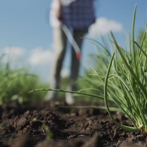 Farmer-sprays-green-onion-sprouts-1