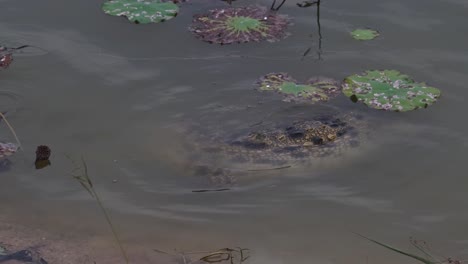 Un-Adulto-Visto-En-El-Agua-Tratando-De-Esconderse,-Cocodrilo-Siamés-Crocodylus-Siamensis,-Tailandia