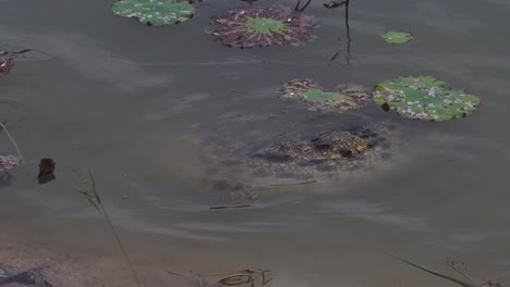 un adulto visto en el agua tratando de esconderse, cocodrilo siamés crocodylus siamensis, tailandia