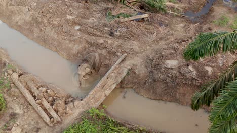 aerial shot of elephant taking a bath in the river near palm oil area in borneo, after the bath the elephant leaves