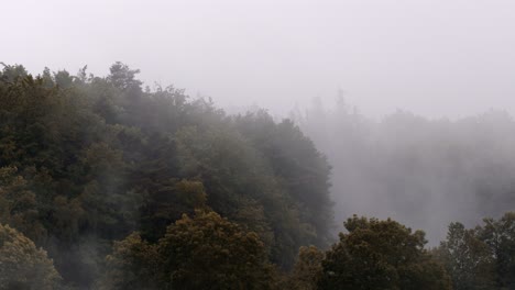 fog in trees creating dramatic scene after the rain