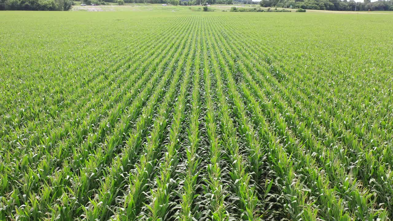 vista aérea del campo de maíz