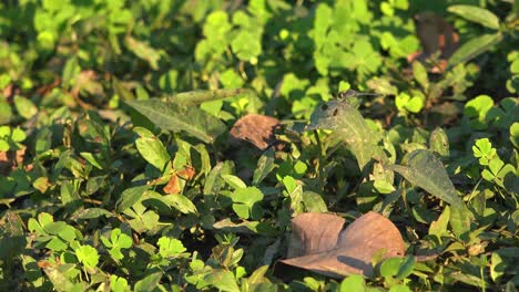 wide exterior shot of a dragon fly on green leaf flying around and returning to the same spot with another briefly landing near by