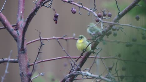 two lesser goldfinches in a tree