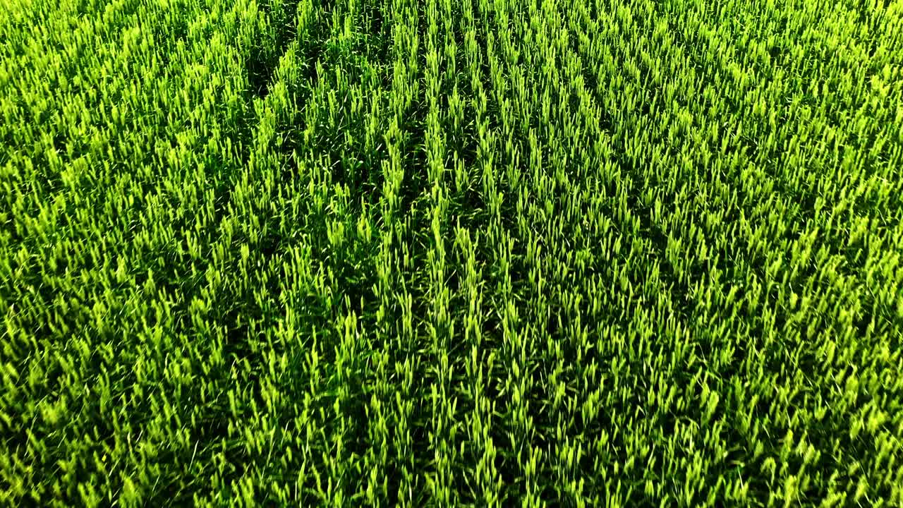 campo de trigo verde