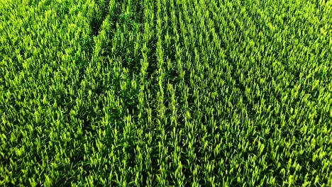 green wheat field