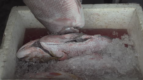 close up of fishes in ice at street fish market in buenaventura