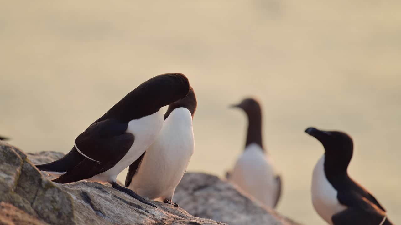 Slow Motion Razorbills Seabirds at Sunset on Coast, Colony of Razorbills on Rocks with Ocean Sea Water and Orange Sunset Sky on Skomer Island in Wales, UK Nature and Wildlife