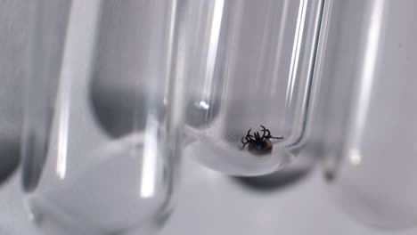 una garrapata muerta en un tubo de ensayo en un laboratorio