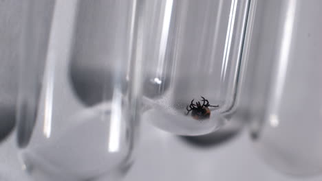 a dead tick in a test tube in a laboratory