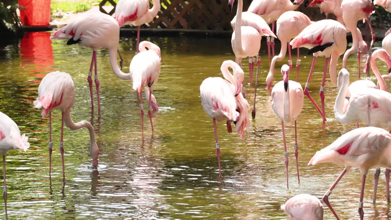 flamencos vadeando e interactuando en un estanque del parque