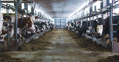 modern farm barn with milking cows eating hay cows feeding on dairy farm 7