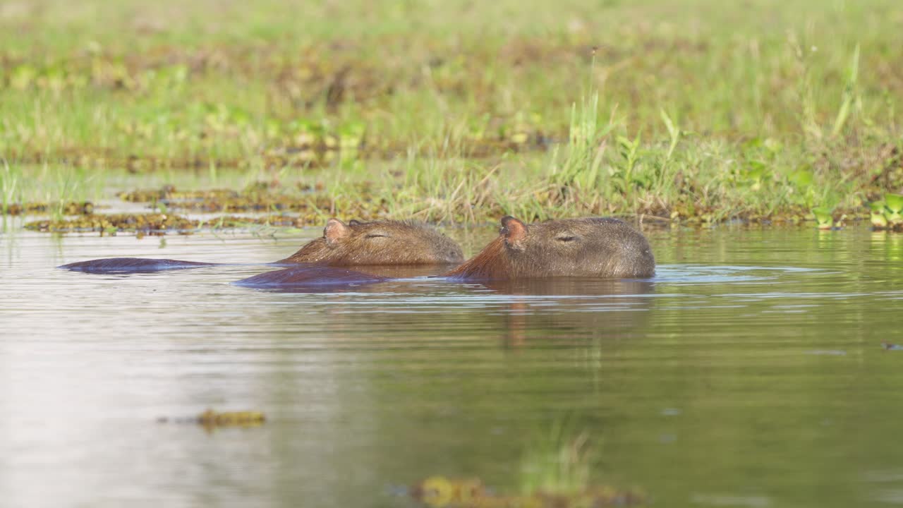Premium stock video - Two side by side capybaras, falling asleep in ...