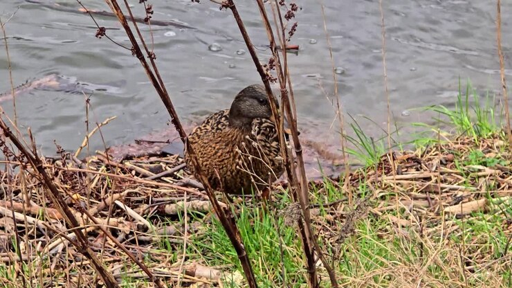 filmati di un'anatra in natura