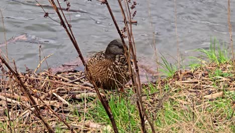 footage-of-a-duck-in-the-wild