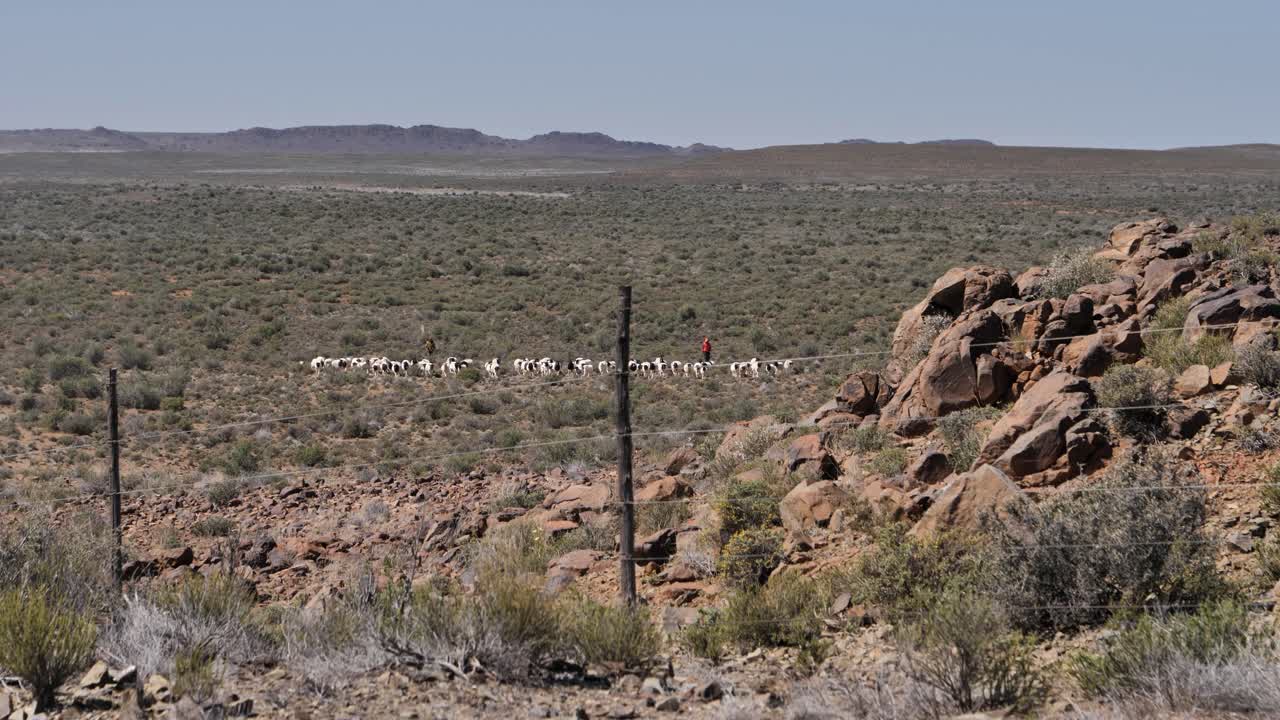 dos pastores mueven el rebaño de ovejas dorper hacia la cámara en una meseta alta