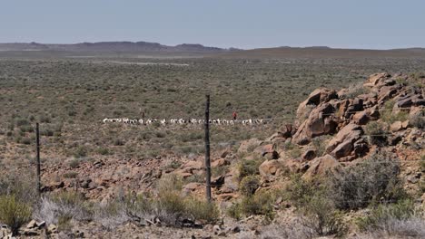 Two-shepherds-move-Dorper-sheep-flock-toward-camera-on-high-plateau