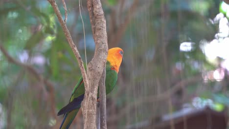 wildlife close up shot of a vibrant appearance jandaya conure parakeet, aratinga jandaya perching on the tree, chirping at bird sanctuary at daytime