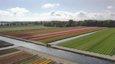 drone shot slowly rotating over dutch tulip fields in 4k