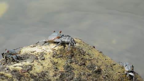 several crabs hanging out on a beige rock in front of calm clear water