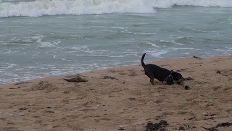 hermoso perro negro jugando con el palo en la playa de arena blanca en cámara lenta, grandes olas de tormenta chocando contra la orilla, día nublado, plano medio