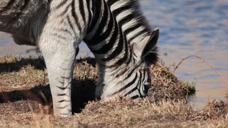 Zebra che beve acqua nella savana africana