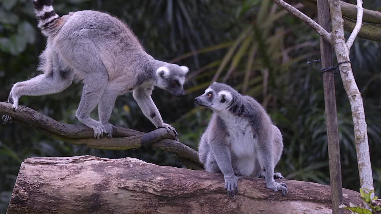 dos lémures de cola anillada están cruzando vides del bosque mientras otro mira en un entorno natural