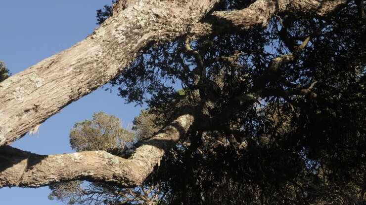 Un uccello Wattle australiano si arrampica su un ramo contorto di un albero di Moonah costiero.