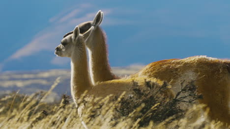 two alpacas walk across a grassland