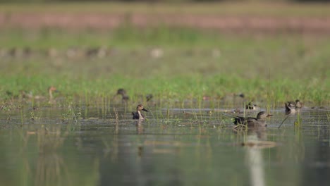 Bandada-De-Patos-Alimentándose-En-El-Estanque