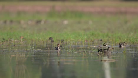 flock of ducks feeding in pond