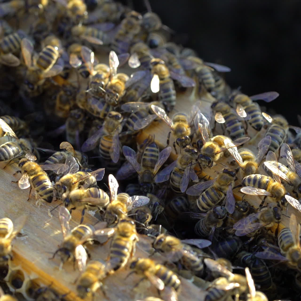 Many honey bees crawling on the top of frames with bees in the sun. Busy bees amassed and swarming together on surface. Apiary concept