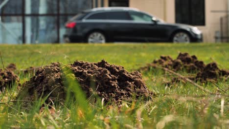 the mole pushed off the ground and made piles of ground