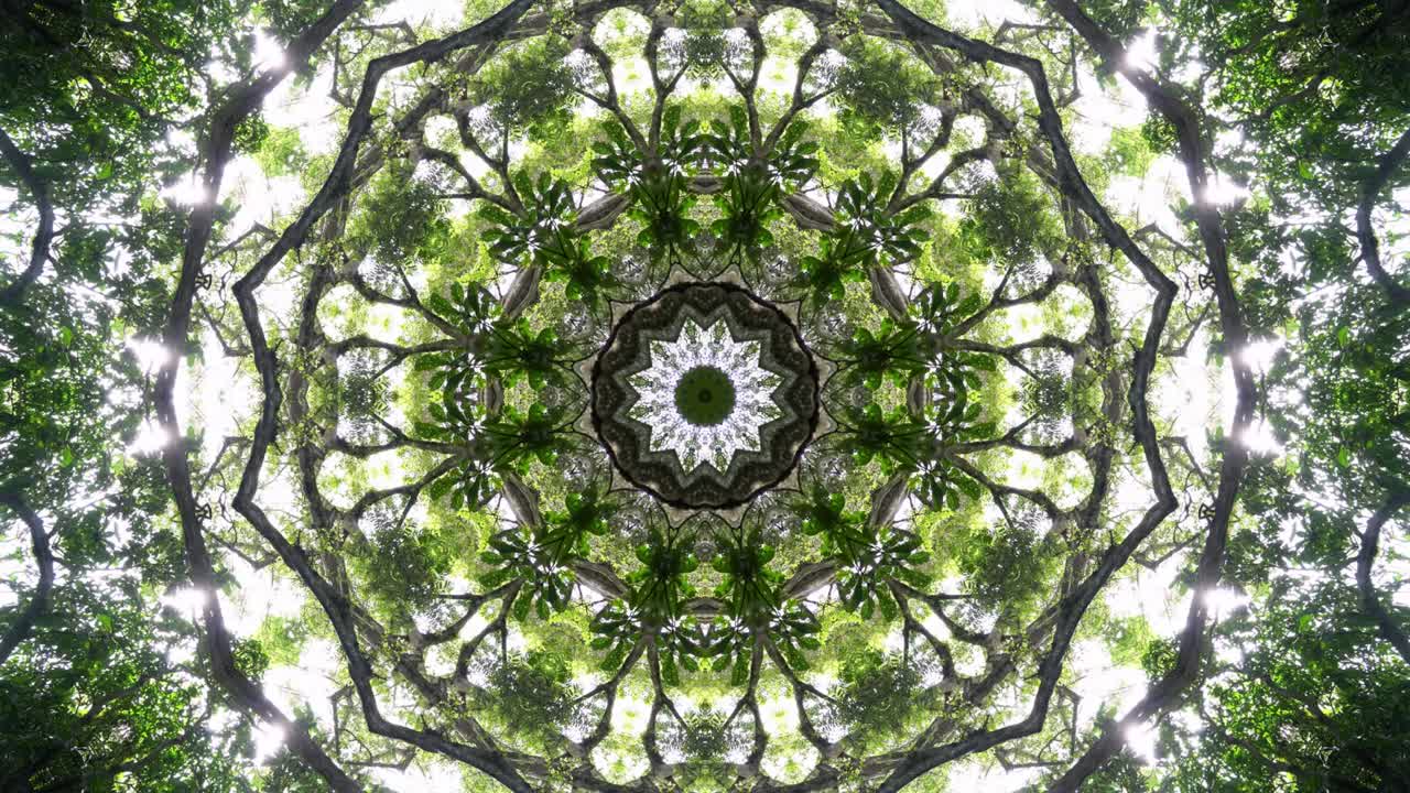 Kaleidoscopic mandala effect of green tree.