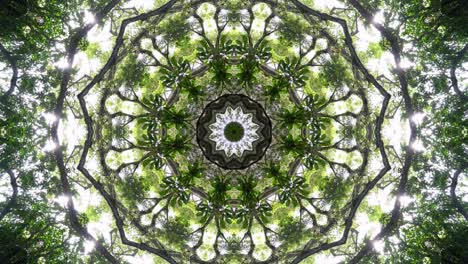 kaleidoscopic mandala effect of green tree.