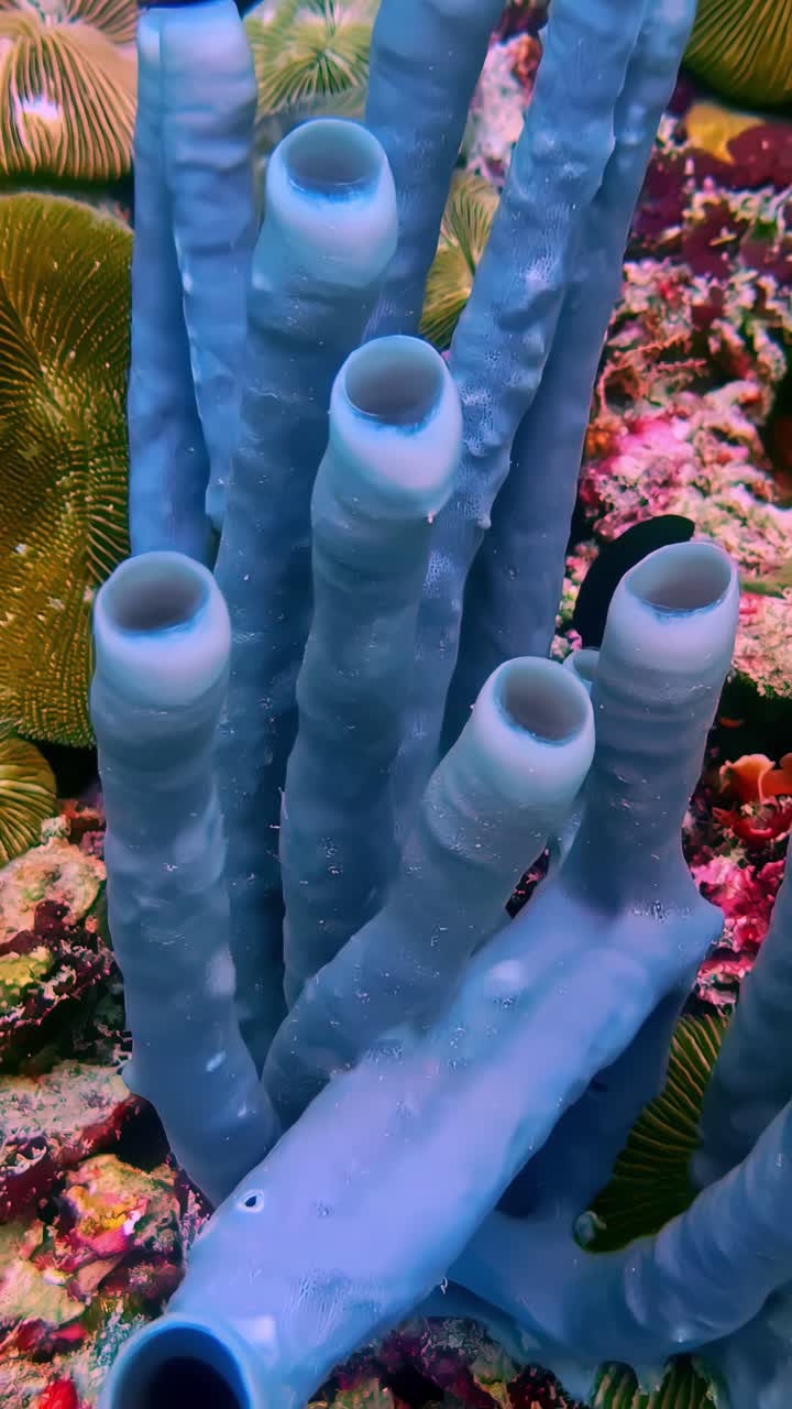 Porifera Sea Sponge Underwater - Vertical Shot